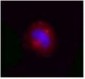 VCP Antibody (clone 4G9)